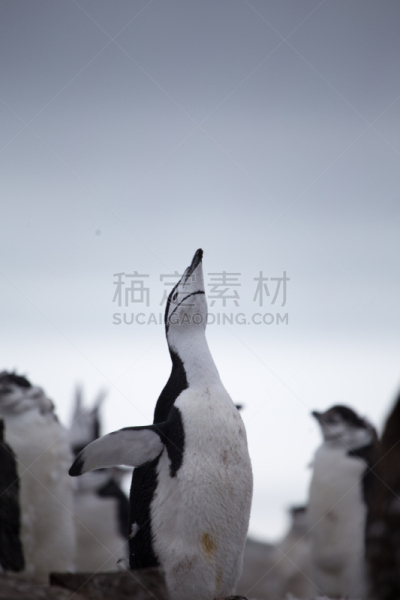 帽带企鹅,垂直画幅,水,天空,雪,南极半岛,古老的,企鹅,岩层,户外