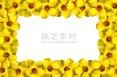 软枝黄蝉,白色背景,自然,美,边框,水平画幅,无人,泰国,白色,植物