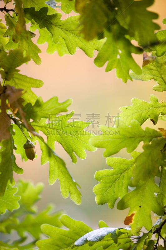 橡树叶,垂直画幅,公园,无人,夏天,户外,特写,明亮,植物