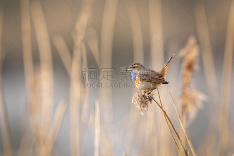 兰喉鸟,背景分离,野生动物,图像,荷兰,一只动物,北美歌雀,自然美,春天,无人