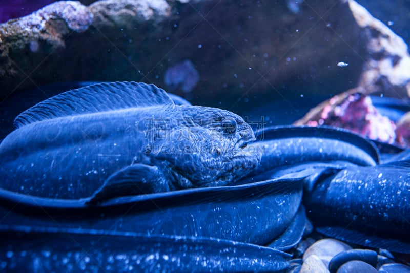 咸水鳗,电鳗,海鳗,鱼缸,水平画幅,无人,水下,海洋生命,海洋,水族馆