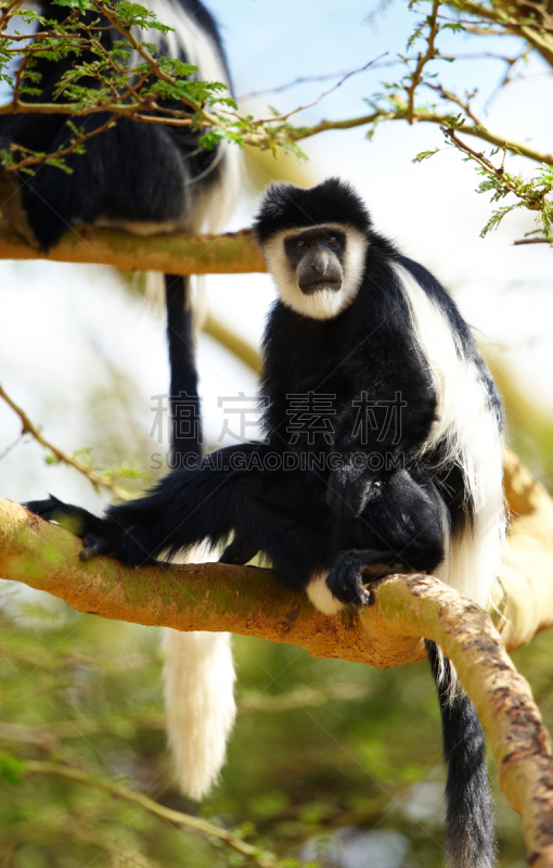 猴子,black and white colobus,自然,垂直画幅,野生动物,巨大的,两只动物,野外动物,黑色,哺乳纲