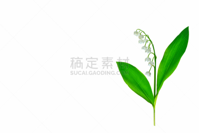 铃兰,背景分离,浪漫,香水,小的,春天,植物,夏天,铃,植物茎