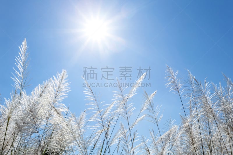 天空,白色,芦苇,蓝色,香蒲,公园,褐色,水平画幅,无人,户外