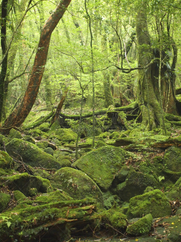 屋久岛,鹿儿岛县,日本,森林,自然,垂直画幅,公主,苔藓,旅行者,绳文杉