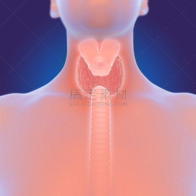 甲状腺,三维图形,人,女性,甲亢,甲状腺机能减退,Goiter,内分泌系统,喉