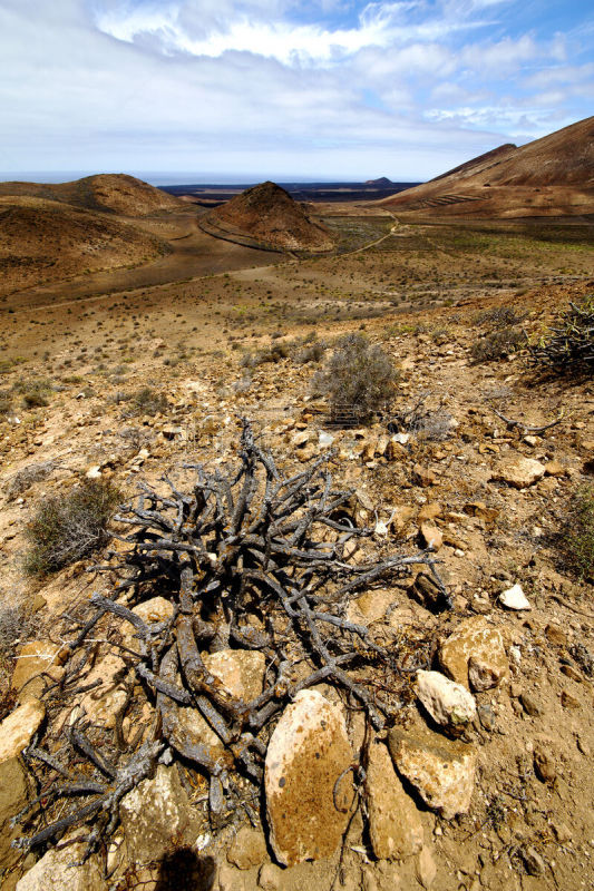 兰萨罗特岛,植物,灌木,西班牙,timanfaya national park,盐滩,垂直画幅,天空,公园,洞