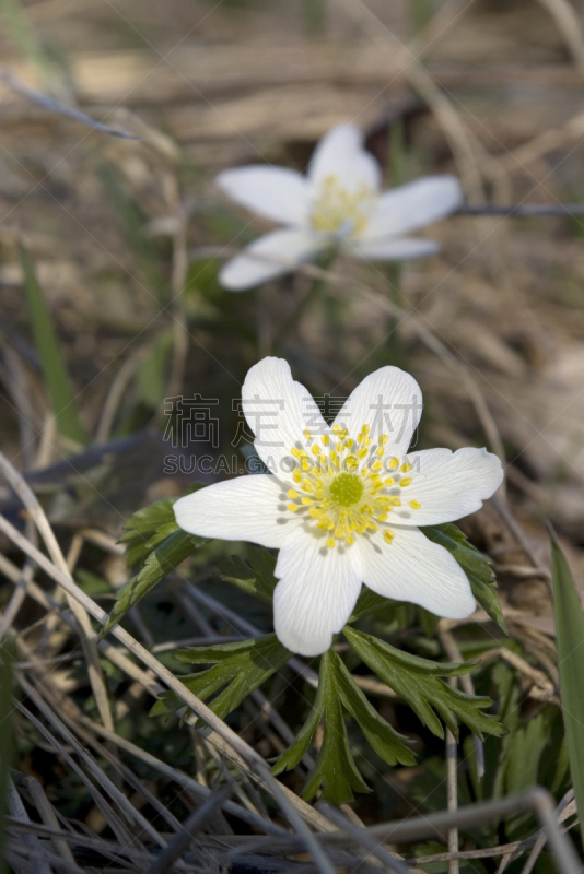 五叶银莲花,春天,仅一朵花,垂直画幅,瑞典,彩色图片,无人,南曼兰,白头翁,摄影