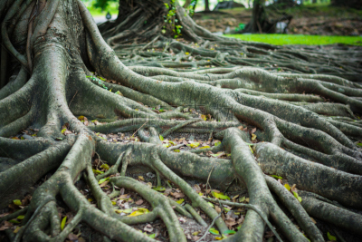 根部,榕树,森林,moreton bay fig,萨拉索塔,菩提树,有序,水平画幅,无人,户外