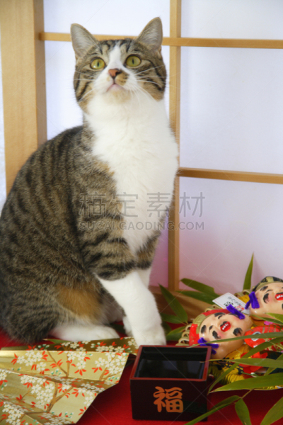 猫,婴儿,圆颅党,是,枡,耙子,垂直画幅,无人,日本,图像