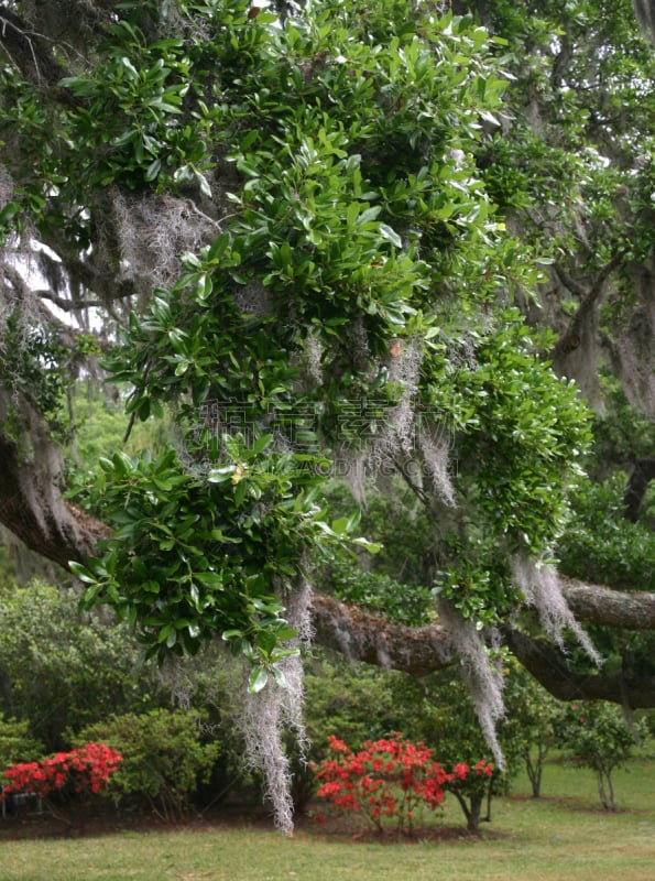 苔藓,米德尔顿,寄生藤,查尔斯顿,南卡罗来那,自然,垂直画幅,旅游目的地,枝繁叶茂,无人