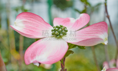开花的山茱萸,特写,仅一朵花,箭木,自然,式样,水平画幅,无人,2015年,摄影