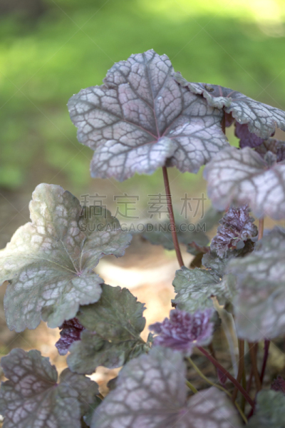 矾根属植物,夜晚,天鹅绒,自然,垂直画幅,植物,无人,2015年,园艺,摄影