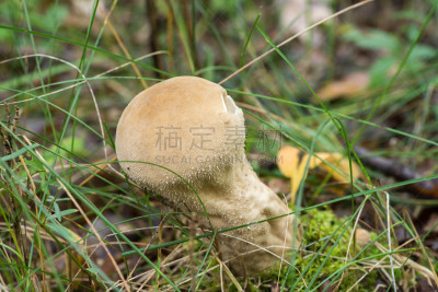 真菌,普通马勃,球,水平画幅,无人,生食,夏天,户外,草,特写