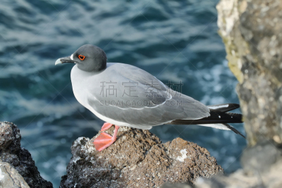 海鸥,熔岩,达尔文岛,非洲水雉,加拉帕戈斯群岛,水平画幅,鸟类,动物身体部位,野外动物,户外
