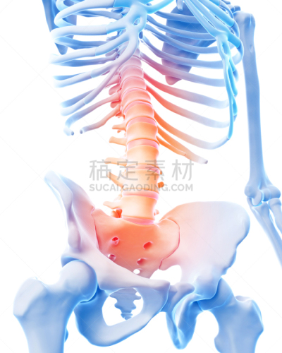 脊柱,痛苦,生物学,人,不幸,白色背景,身体受伤,垂直画幅,图像
