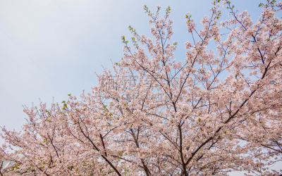 同济大学,樱花,春天,组图,天空,温带的花,美,公园,水平画幅,美人