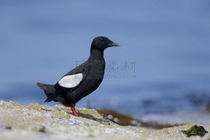 黑海鸽,自然,野生动物,水平画幅,无人,鸟类,野外动物,户外,海洋,海岸线