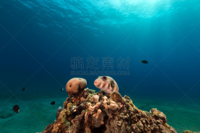 红海,河豚,白点河豚,自然,在下面,水平画幅,水肺潜水,沙子,无人,蓝色