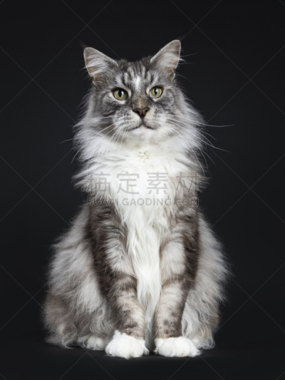 黑色背景,缅因库恩猫,正面视角,看,男性美,老年人,相机,坐,挨着