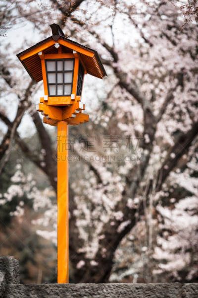 灯笼,樱之花,樱花节,建筑石碑,垂直画幅,美,台阶,公园,度假胜地,樱花