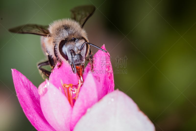 无人,自然,非洲杀人蜂,蜜蜂,巴西,图像,水平画幅,大特写,花,摄影