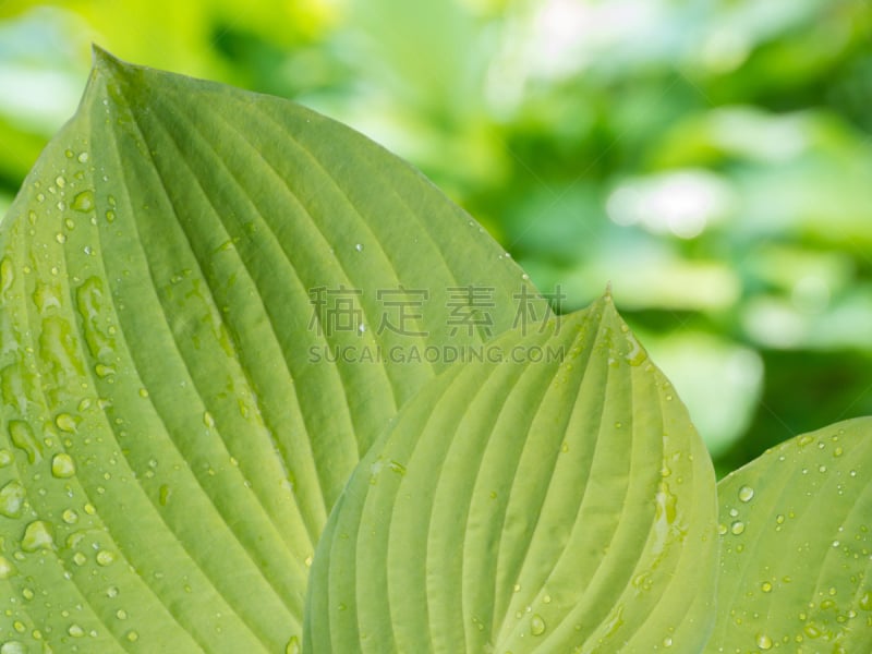 玉簪属植物,叶子,雨滴,前景聚焦,芭蕉,天门冬科,叶脉,自然,水,水平画幅