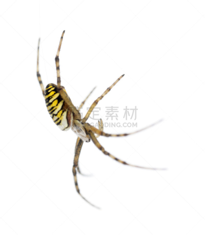 蜘蛛网,断纹金蛛,垂直画幅,无脊椎动物,野生动物,无人,全身像,白色背景,蜘蛛纲,背景分离