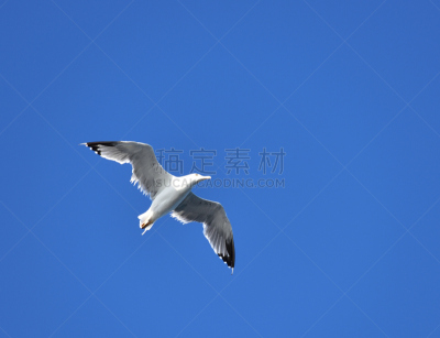 欧洲银鸥,美国银鸥,斑驳的,海鸥,水平画幅,欧洲,鸟类,巨大的,幼小动物,黑色