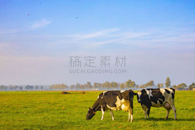 母牛,两只动物,人的鼻子,地形,户外,夏天,褐色,蓝色,可爱的,自然