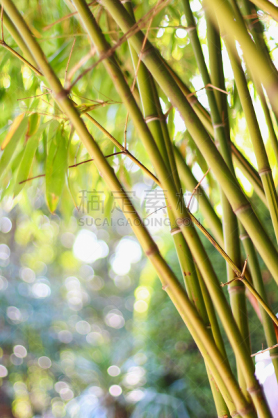 散焦,竹子,茎,风水,垂直画幅,选择对焦,无人,热带雨林,户外,怪异