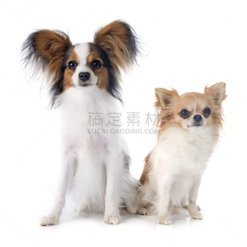 蝴蝶犬 幼小动物 吉娃娃 褐色 纯种犬 小的 无人 白色背景 背景分离 小狗图片素材下载 稿定素材 蝴蝶犬 幼小动物 吉娃娃 褐色 纯种犬 小的 无人 白色背景 背景分离 小狗图片素材下载 稿定素材