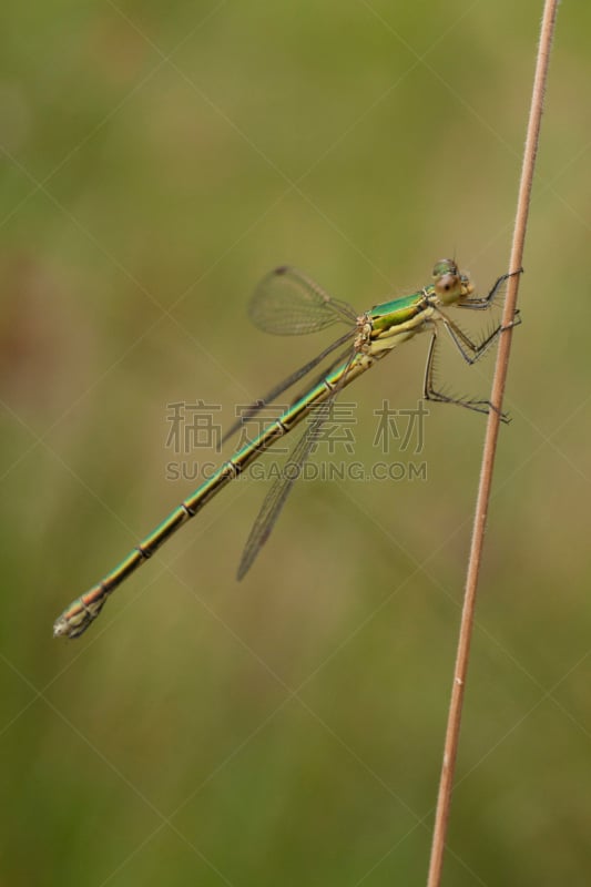 蜻蜓,垂直画幅,水,窄翅蜻蛉,绿色,无人,蓝色,红色,荷兰,露水