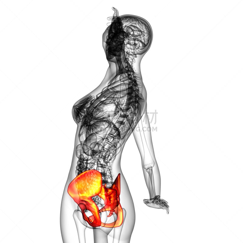 健康保健,髋部,三维图形,插画,骨盆,股骨,人类骨架,四肢,脊柱,人体