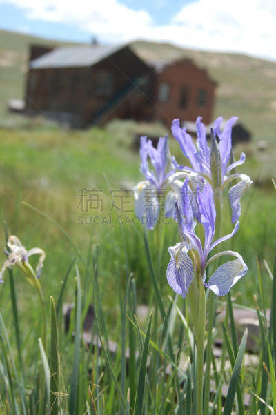 田地,bearded iris,紫色,垂直画幅,选择对焦,无人,夏天,户外,草,仅一朵花