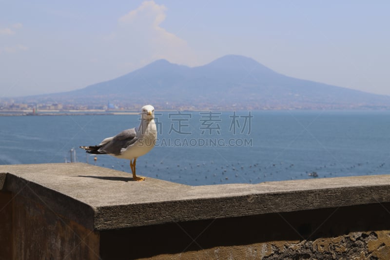 海鸥,德洛沃城堡,阳台,自然,纳布勒斯,风景,图像,海洋,鸟类,无人