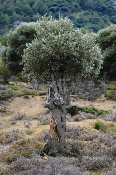 油橄榄树,低碳水化合物饮食,并排,树梢,垂直画幅,健康,夏天,果园,商务,有序