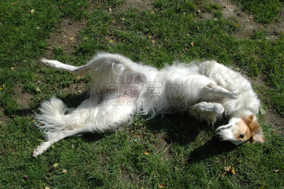 苏俄牧羊犬,上下颠倒,长嘴雀鳝,视猎犬,脚悬空,毛皮,水平画幅,无人,动物身体部位,雄性动物