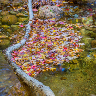 水坝,叶子,河流,十月,秋天,方形画幅,北康威,摄影,落下