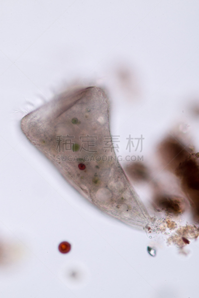 显微镜,小号,纤毛虫,在下面,水彩画颜料,动物食性,代表,公亩,阶调图片