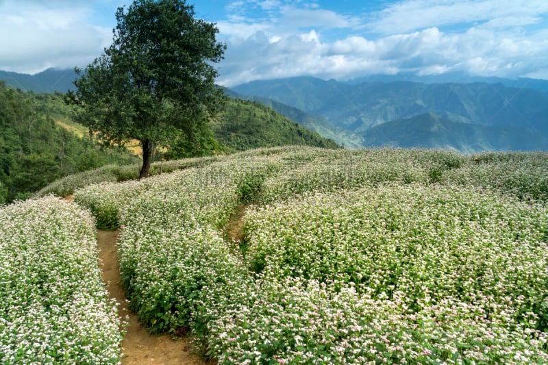 荞麦,田地,越南,云景,黎明,白族,mud pot,查济,山地,花