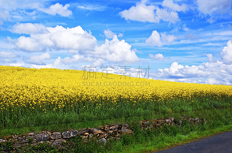 夏天,天空,黄色,油菜花,田地,蓝色,在下面,农业,生物燃料,法国