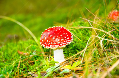 蘑菇,水平画幅,无人,夏天,云杉,斑驳的,特写,毒蘑菇,白色,真菌