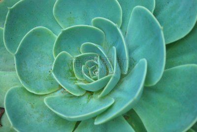 长生花,背景,风车厂,石莲花,植物类型,景天科拟石莲花属植物,叶状图案,彩色背景,简单,仅一朵花
