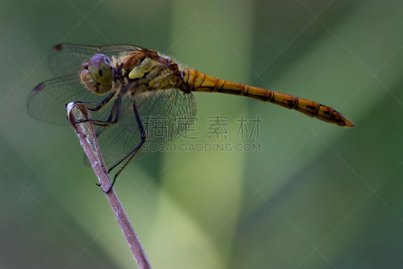 野外动物,蜻蜓,黑色,黄色,长尾蜻蜓,窄翅蜻蛉,撇水蜻蜓,褐色,水平画幅,爪子