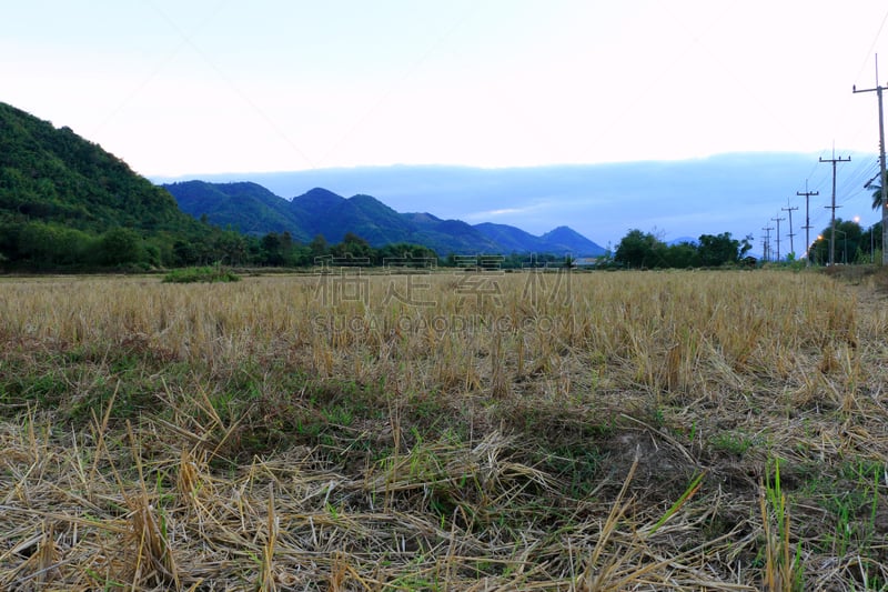 田地,稻,水平画幅,泥土,时间,户外,泰国,方向,稻草,稻田