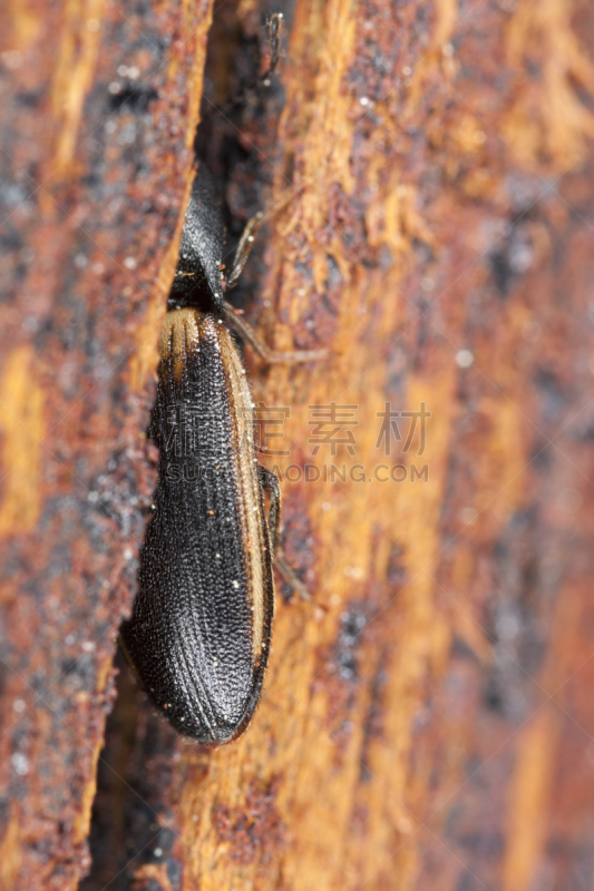 click beetle,破碎的,象鼻虫,垂直画幅,选择对焦,正面视角,褐色,无人,户外,图像