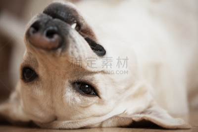 动物背脊,装死,金毛拉布拉多猎犬,动物杂技,休闲活动,水平画幅,动物身体部位,特写,动物主题,现代