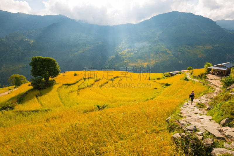 尼泊尔,梯田,喜马拉雅山脉,稻,徒步旅行,从上面看过去,安纳普纳生态保护区,垫脚石,安娜普娜山脉群峰,花园路