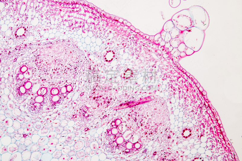 显微镜,在下面,横截面,植物茎,教室,留白,水平画幅,木质部,微生物学,科学